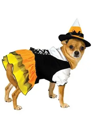 Тыквенная ведьмочка Dog