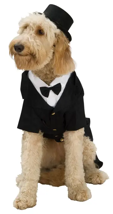 Жених Dog