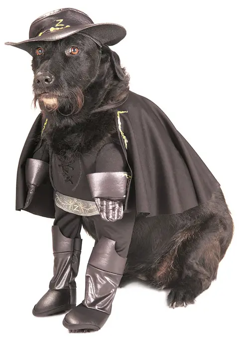 Зорро Dog